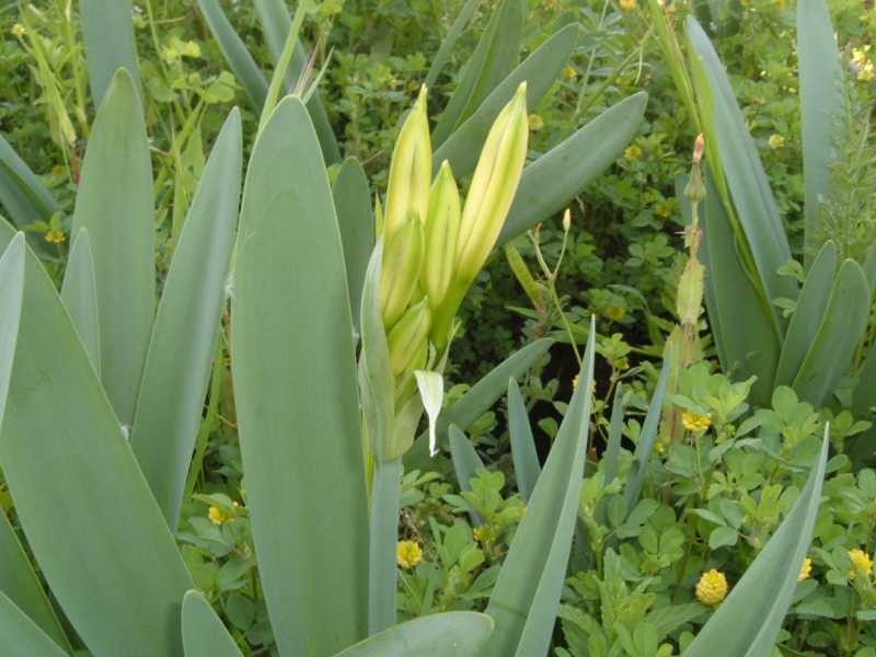 Pancratium illyricum / Giglio di Sardegna